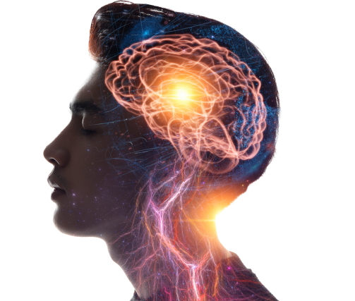 Human brain